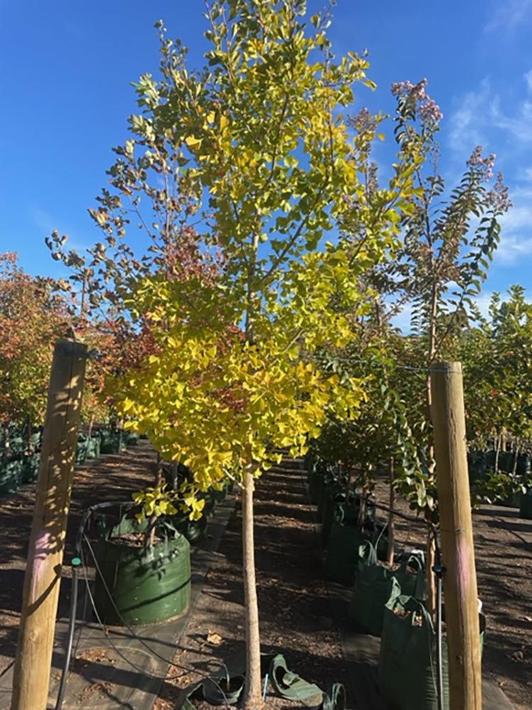 Ginkgo biloba - Freshford Nurseries