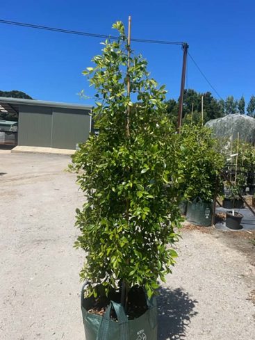 Ficus microcarpa hillii - Freshford Nurseries